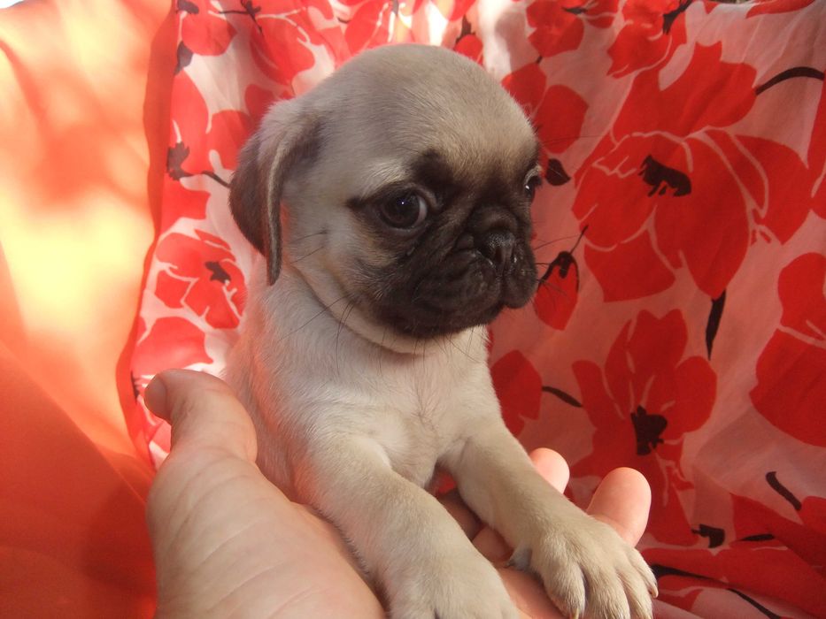 Cachorro Pug Carlin