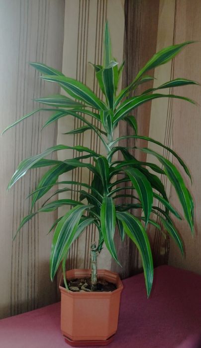 Драцена лайм пёстрая, фикус Бенджамина