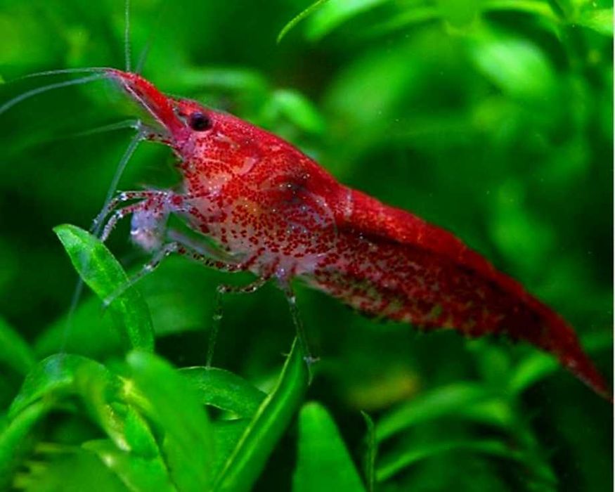 Camarões para aquário de agua quente/fria Red cherry / RedFire-XXL