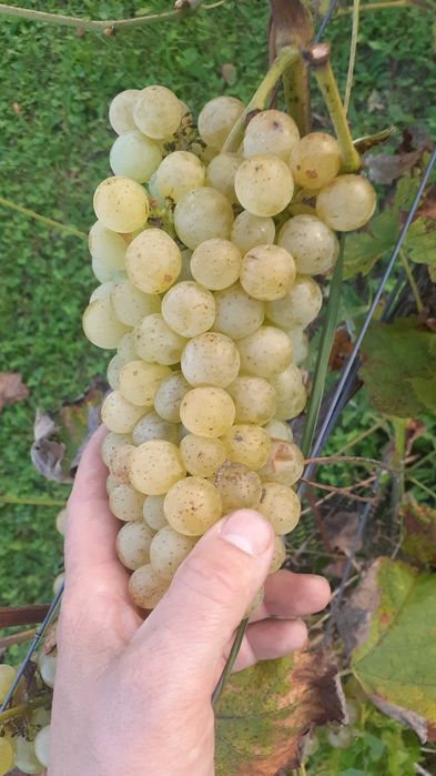 Sadzonki winorośli na wino- winnice oraz deserowe wielkoowocowe