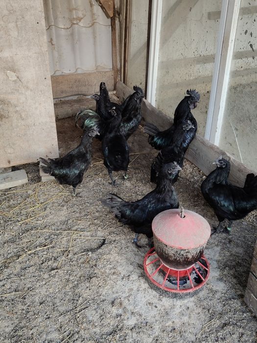 Ayam cemani jajka lęgowe