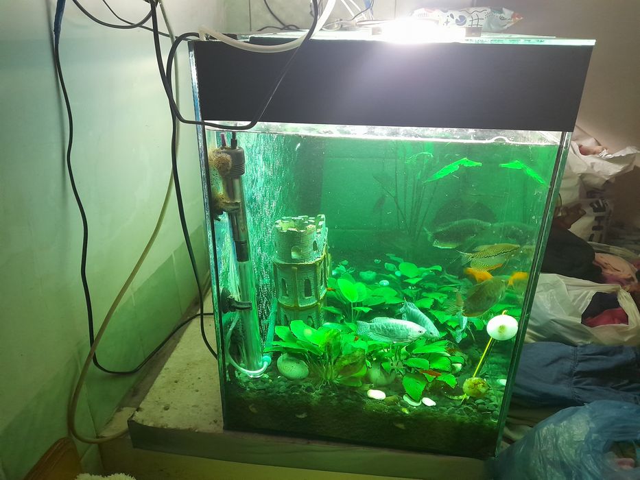 Акваріум і рибкі