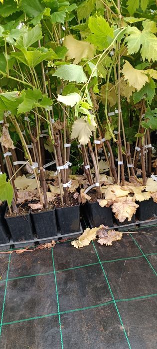 Sadzonki winorośli,winogron deserowych