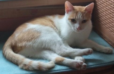 Lucuś nadal poszukiwany