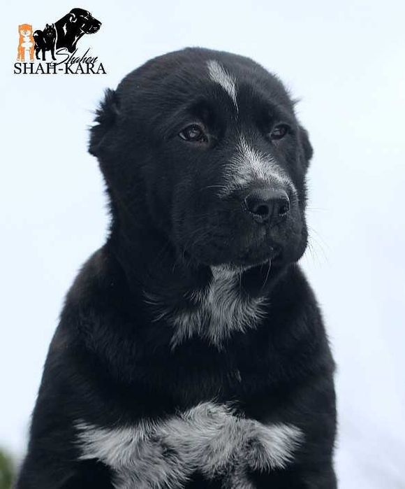 Крупна чорна дівчинка Середньоазіатської вівчарки