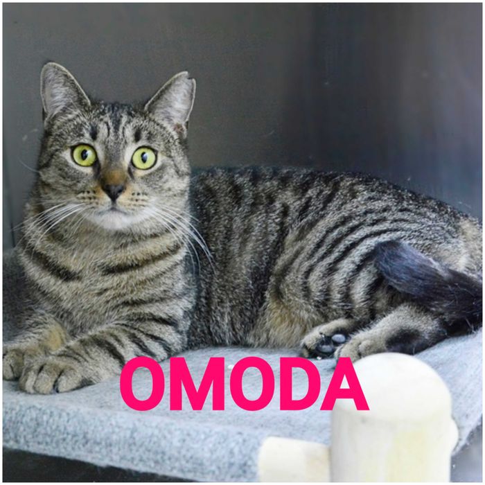 OMODA - cudowny koci anioł szuka domu