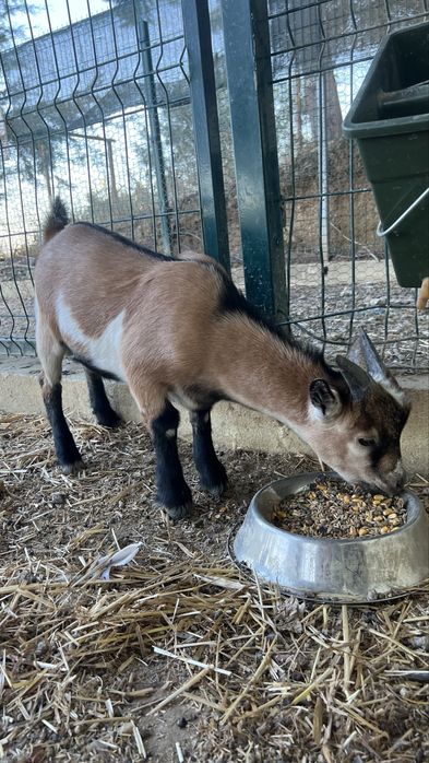 Cabrito anao macho
