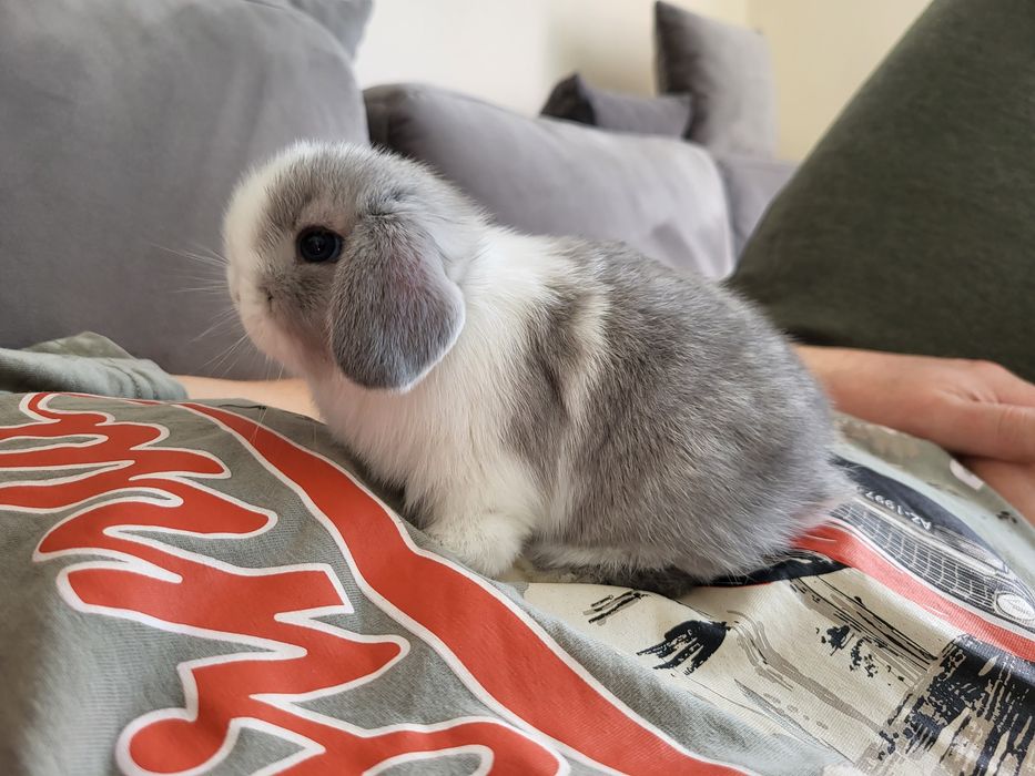 Króliczki Mini Lop karzełki baranki małe domowe - Hodowla