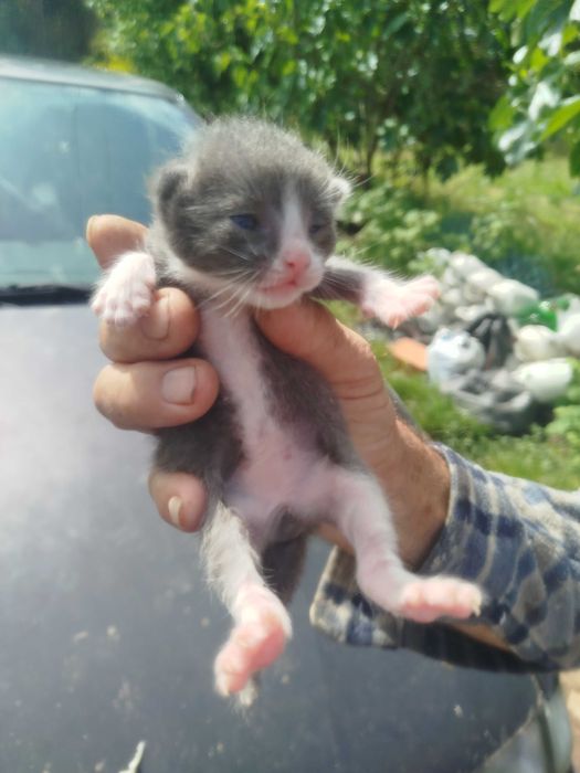GATINHOS para dar