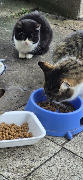 Ciepły domek dla kotka