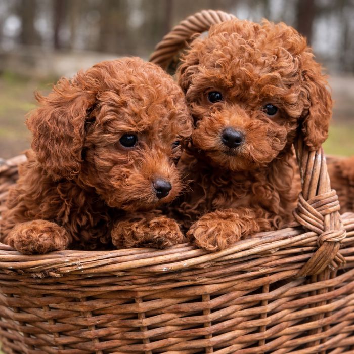 Цуценята той пуделя КСУ FCI