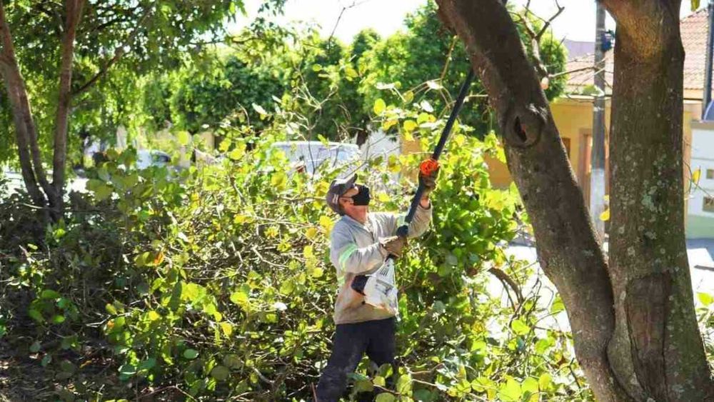 Podas de Árvores e Oliveiras, Limpeza de Terrenos e Cercas