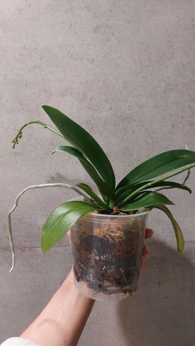 Орхідея орхидея метелик Leanher Happy Pearl з бутонами