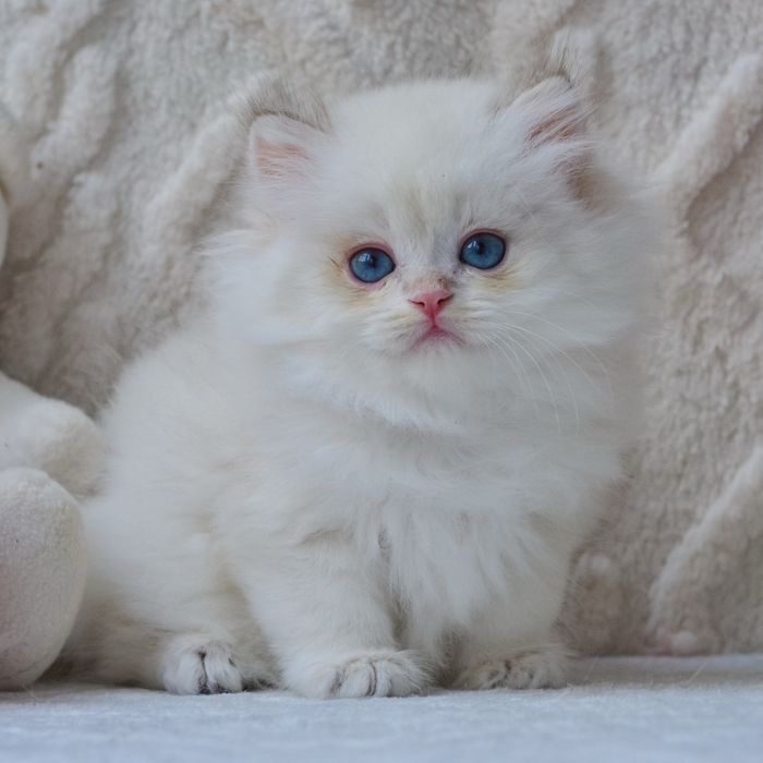 Хлопчик британської породи