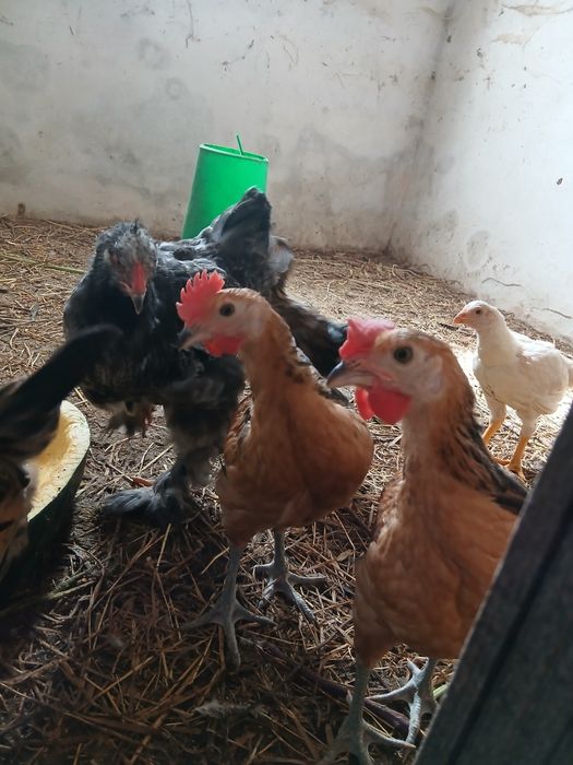 Machos de várias raças