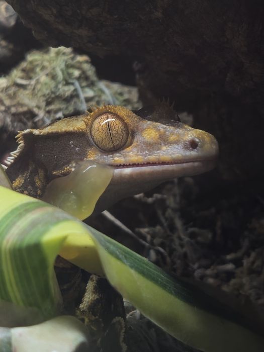 Młody gekon orzęsiony