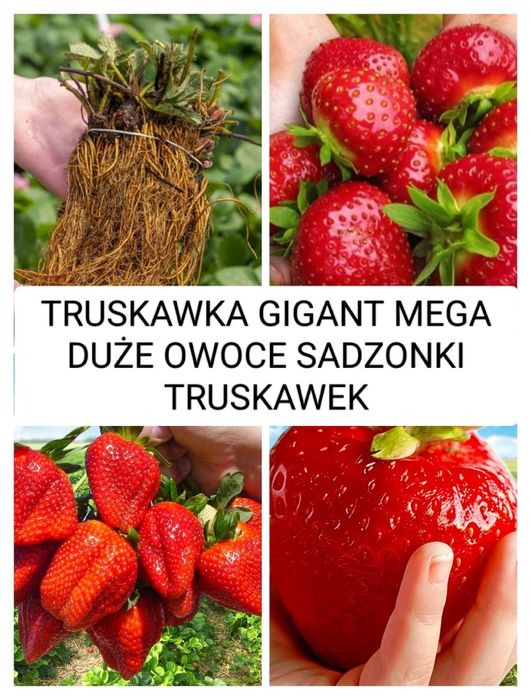 Sadzonka, sadzonki truskawek GIGANT, pomidor, ogórek,koper,pietruszka