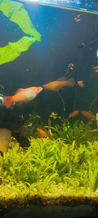 Peixes Espada guppys molly e Molly balão