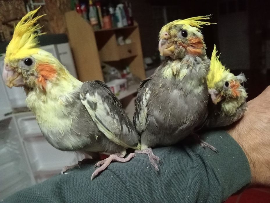 Caturras domesticadas