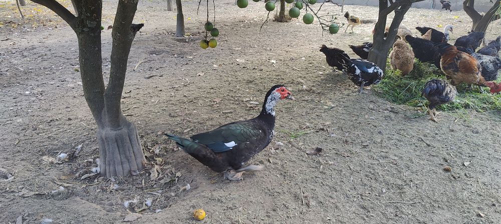 Patos mudos macho.