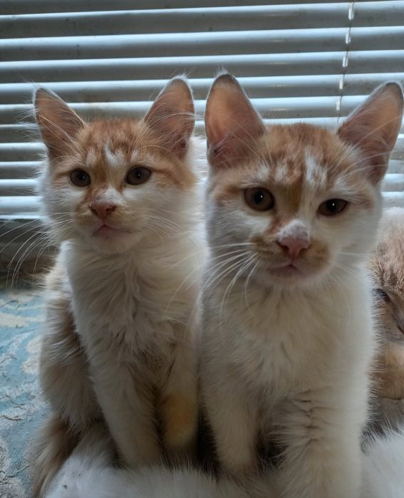 Вiддам чудових кошеняток