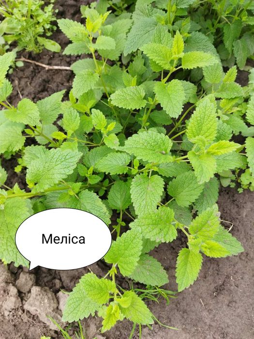 Пряні трави, м'ята, меліса.