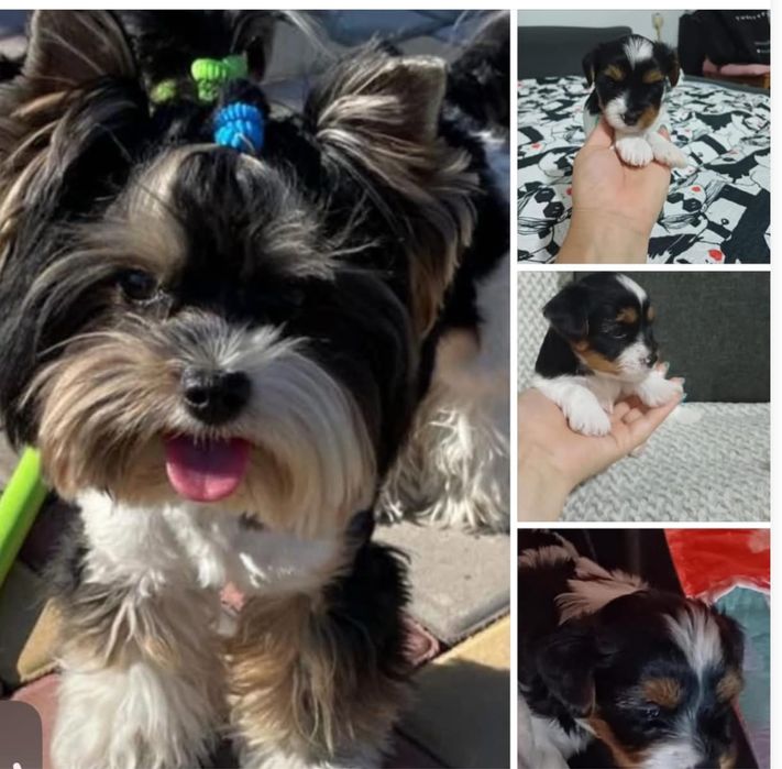 Бівер Йорк найгарніший тато для ваших майбутніх малюків