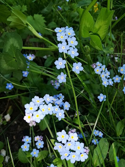 Шукаю квіти, домашній декор