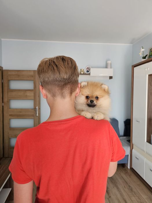 Miś pomeranian 3mc komplet szczepień