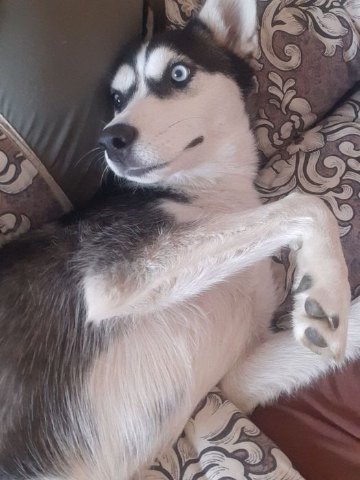 Отдам хаски бесплатно 2 года девочка