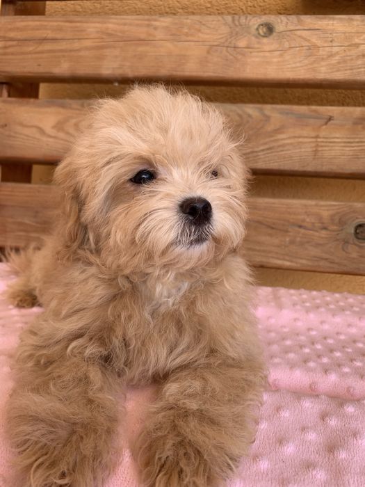 Мальтіпу подарунок на 8 березня