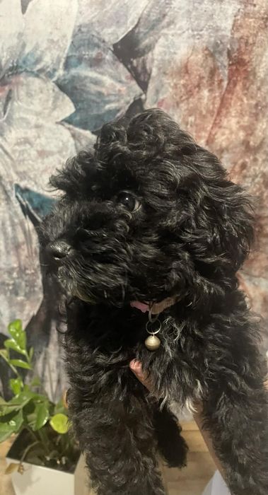 Maltipoo /Havapoo F1 Hawana
