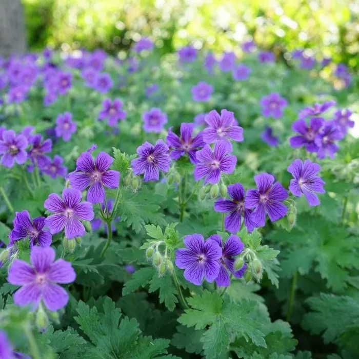 Bodziszek wspaniały (Geranium ×magnificum), mrozoodporny, wieloletni, wysyłka