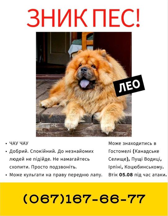 Пропала собака чау чау