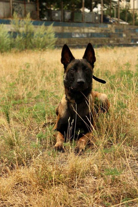 Бельгійська вівчарка Малінуа вязка КСУ чемпіон України