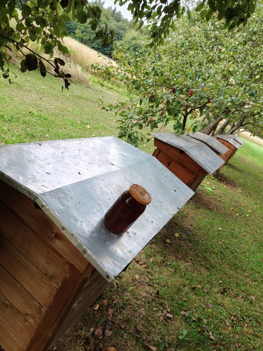 Miód spadziowy 2024 Bieszczady