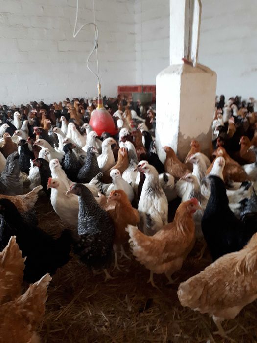 Kury nioski młode Rosa ogólnoużytkowe Dominant Messa Leghorn Sendy