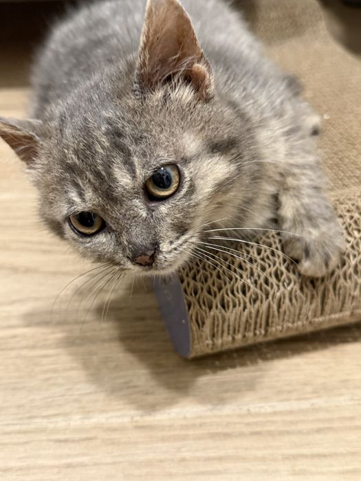 Отдам двух котях метис