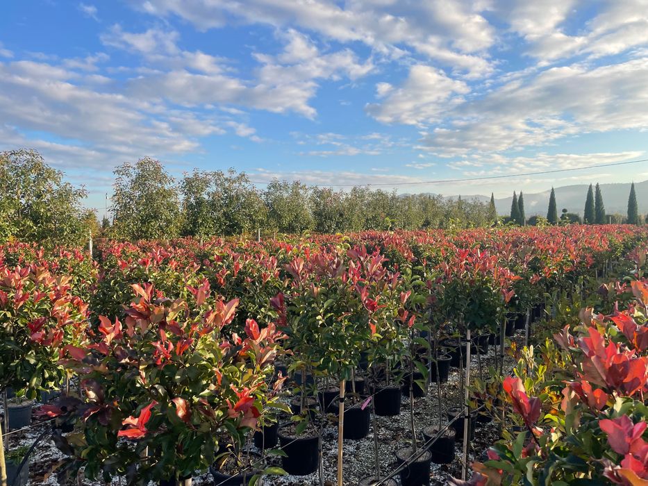 Photinia / Glogownik szczepiony na pniu