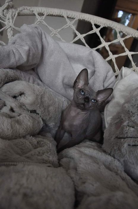 Łysy kot sfinks  wcf
