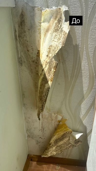 Удаление грибка , устранение грибка ! Удаление плесени с гарантией