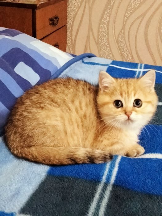 Золотой кот приглашает на вязку!