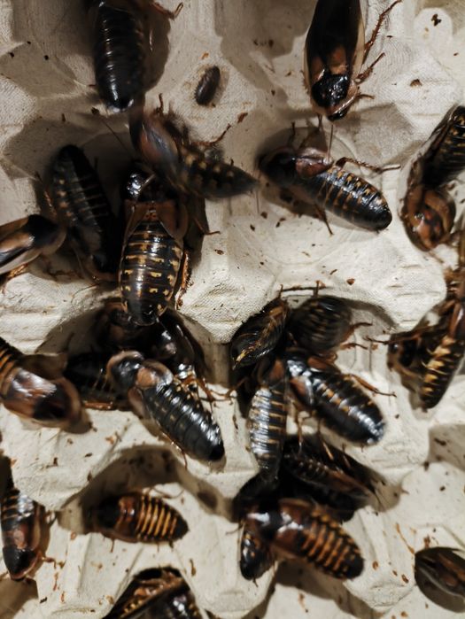 Karaczan argentyński dubia