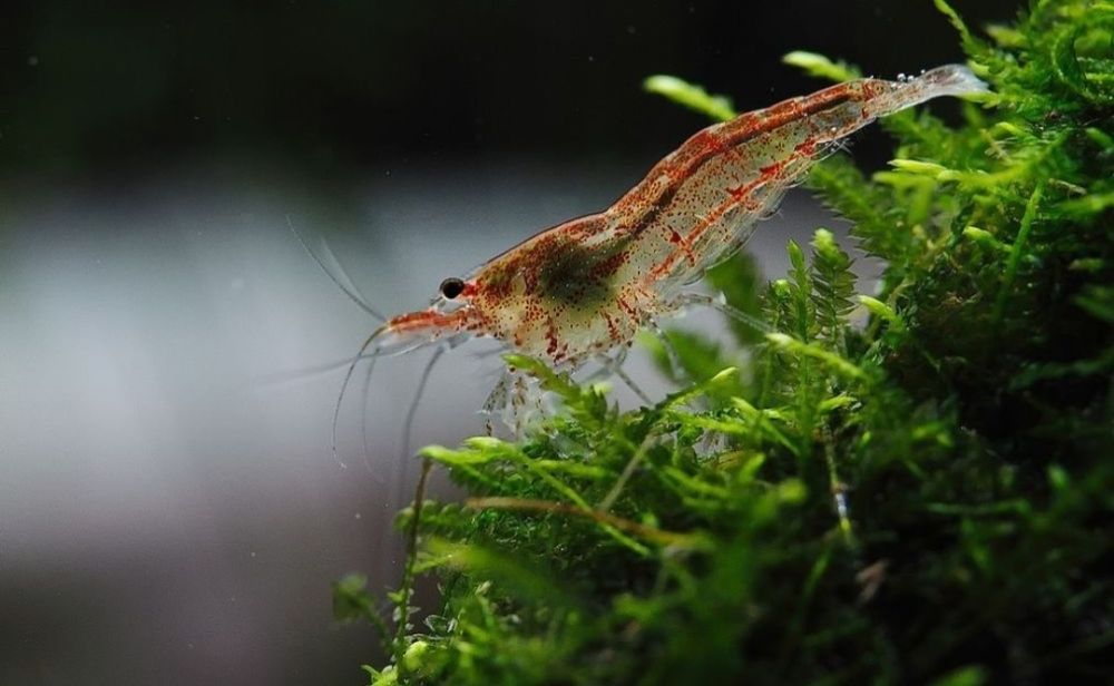 Креветка акваріумна неокардіна