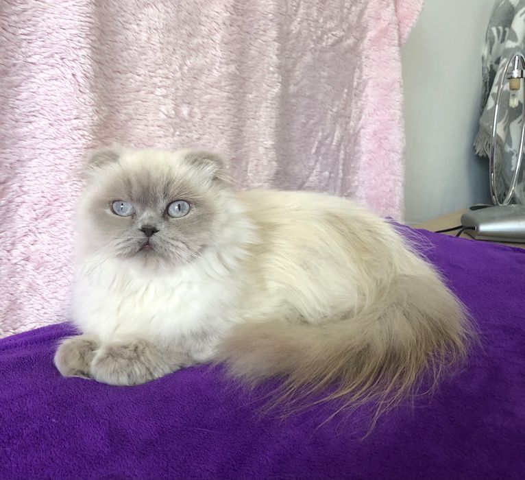 Scottish Straight Longhair Macho