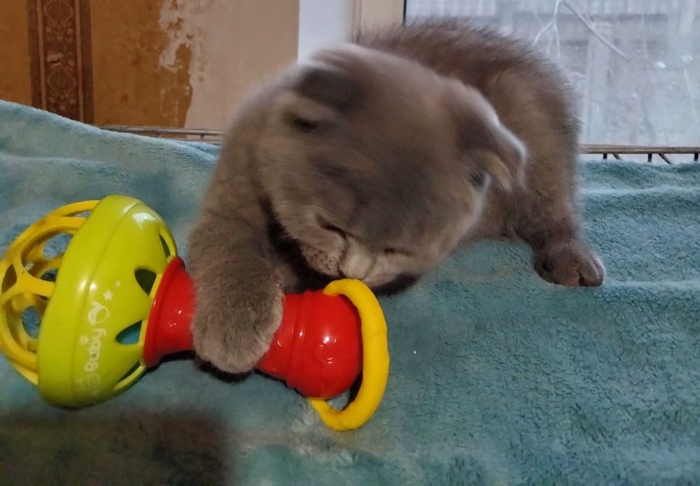 Мальчик шотландский скоттиш фолд