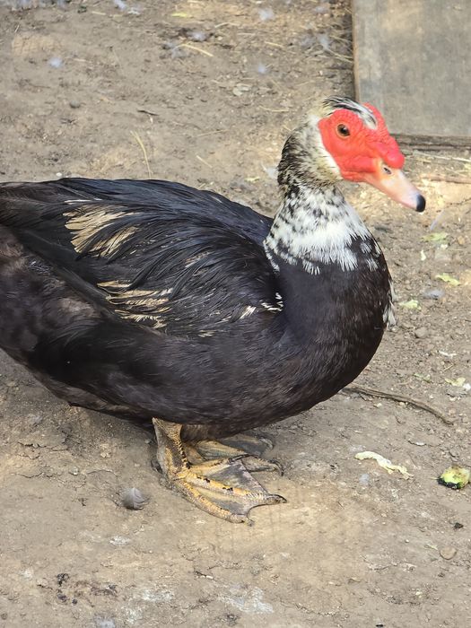 Patos mudos 3 fêmeas 1 macho