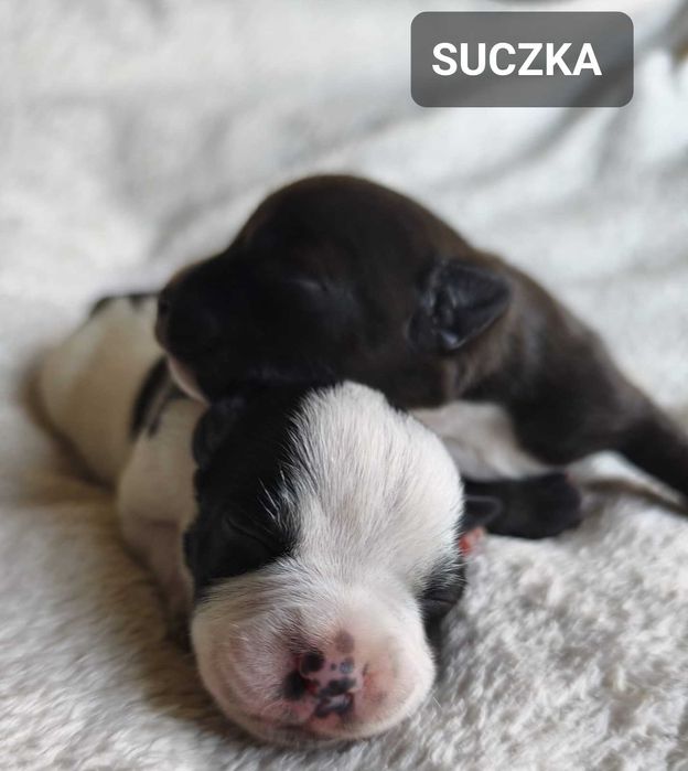Staffordshire bull Terrier -Staffik- SUCZKA