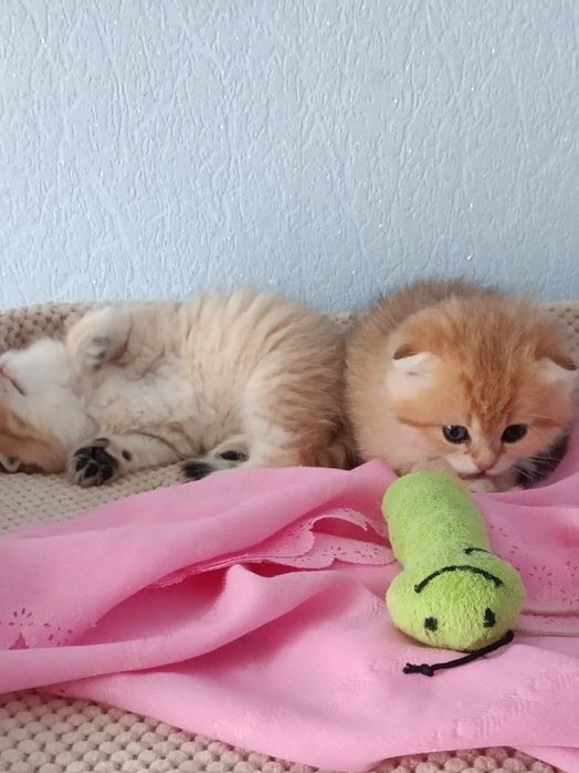 Шотландські муркотуни