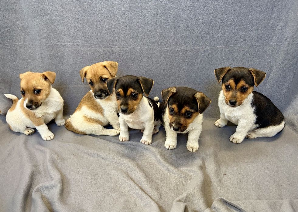 Jack Russell Terrier z Rodowodem
